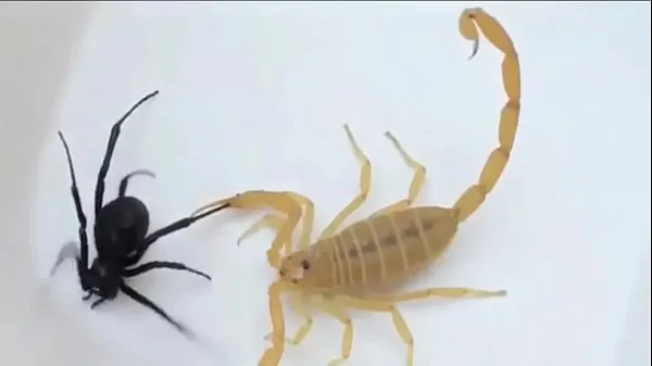 Grote Rock scorpion x spider gaara amv linkin park totale buis